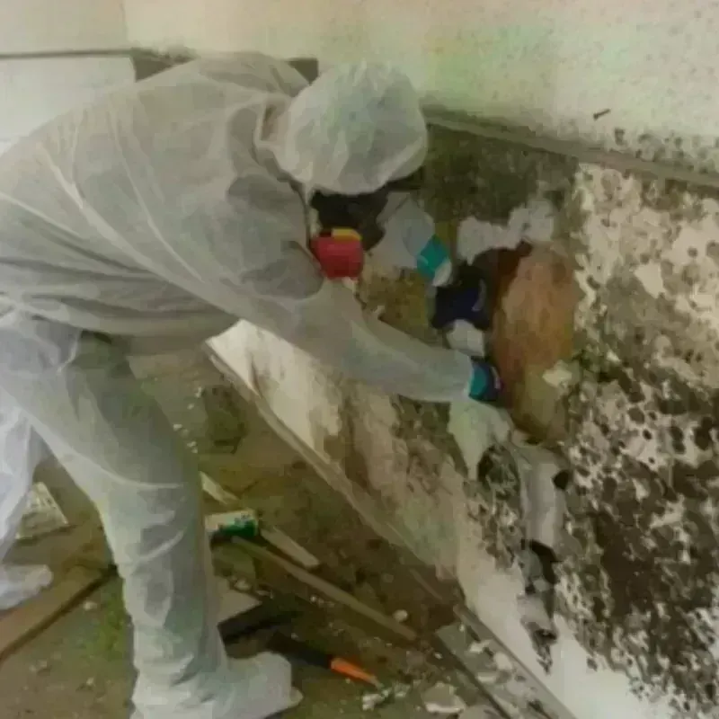 Mold Remediation and Removal in Thermal, CA